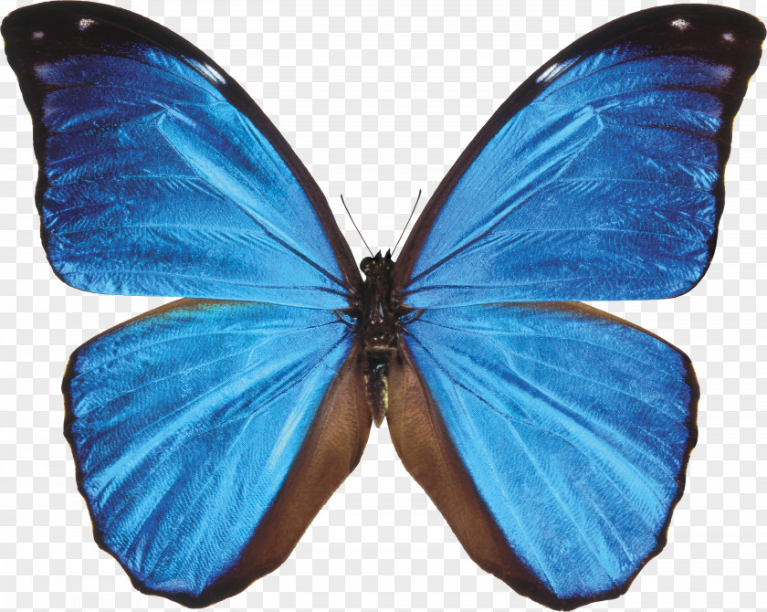 Butterfly Monarch Morpho Menelaus Didius Blue PNG