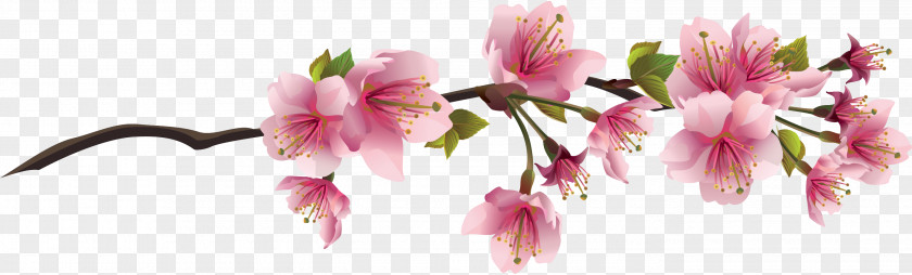 Chinese Flower Cherry Blossom Branch Clip Art PNG