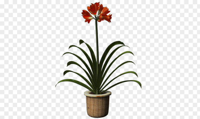 Hippeastrum Amaryllis Belladonna Cut Flowers Flowerpot Plant PNG