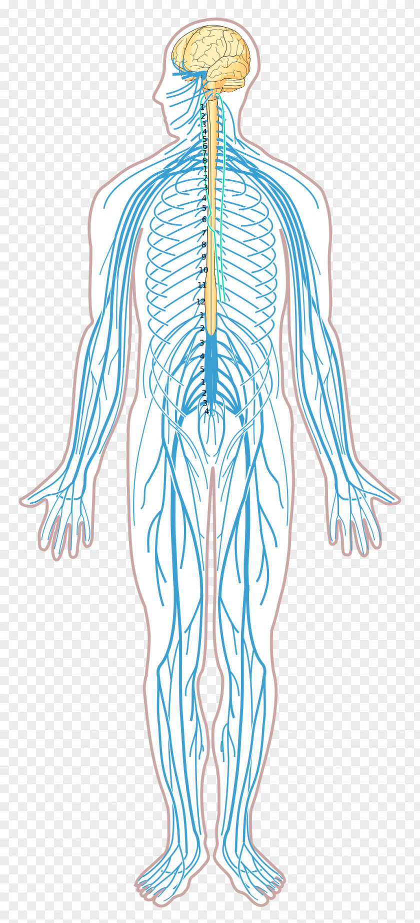 Nervous System Disease Nerve Diagram Human Body PNG