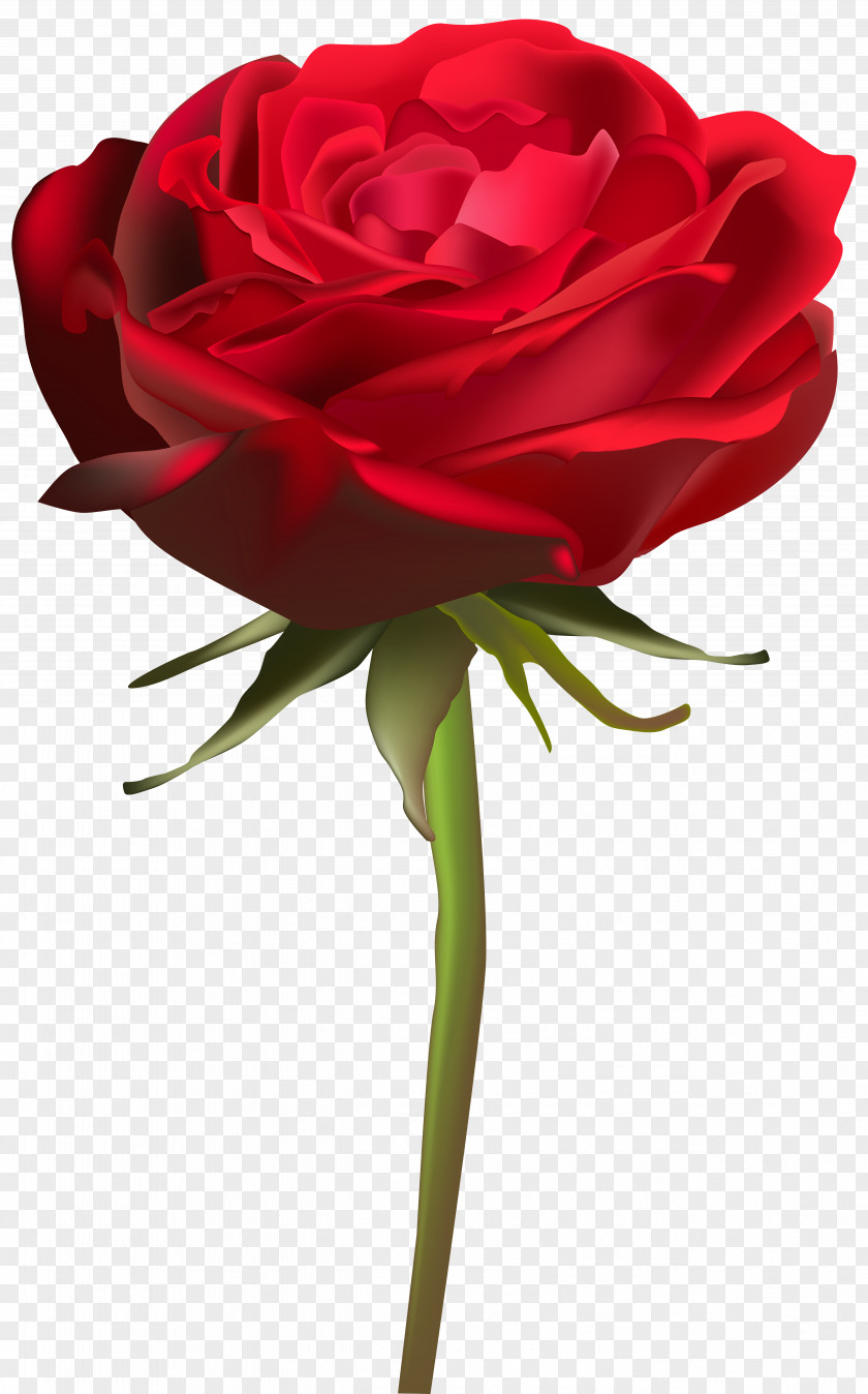 Beautiful Red Rose Clip Art Image Garden Roses Centifolia Floral Design Cut Flowers Flower Bouquet PNG