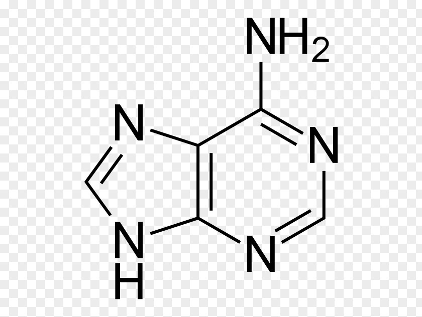 Molecule Vector Adenine Purine Thymine Uracil Guanine PNG