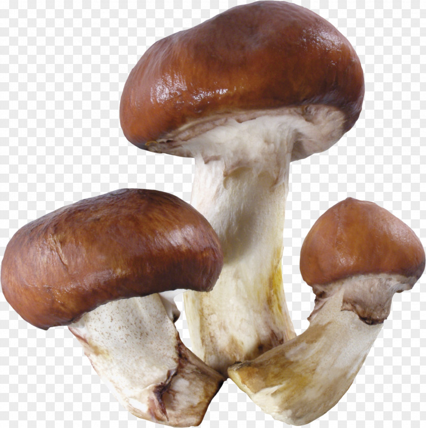 Mushroom Image Vitamin D Folate B Vitamins B-12 PNG