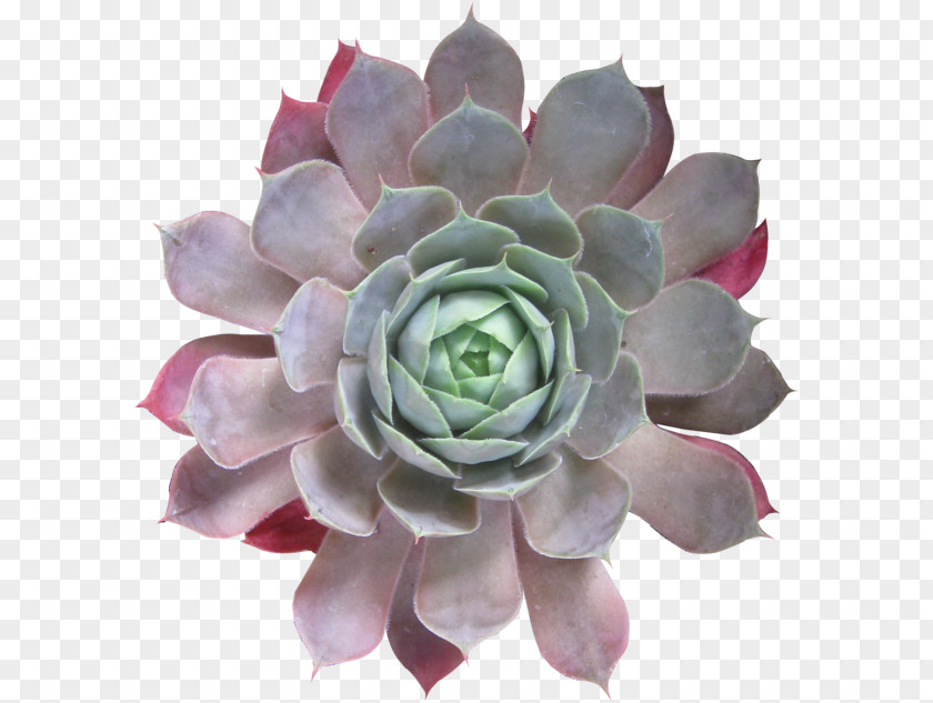 Plant Succulent Cactaceae Petal Leaf PNG