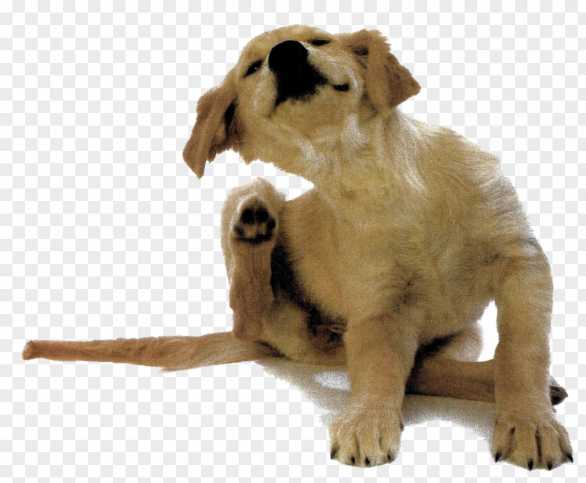Puppies Dog Allergy Allergen Itch Dander PNG