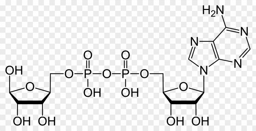 Ribose Adenosine Diphosphate Triphosphate Adenine PNG