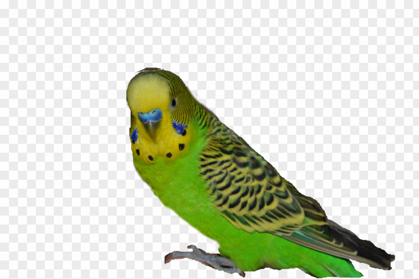 Bird Budgerigar Parakeet PNG