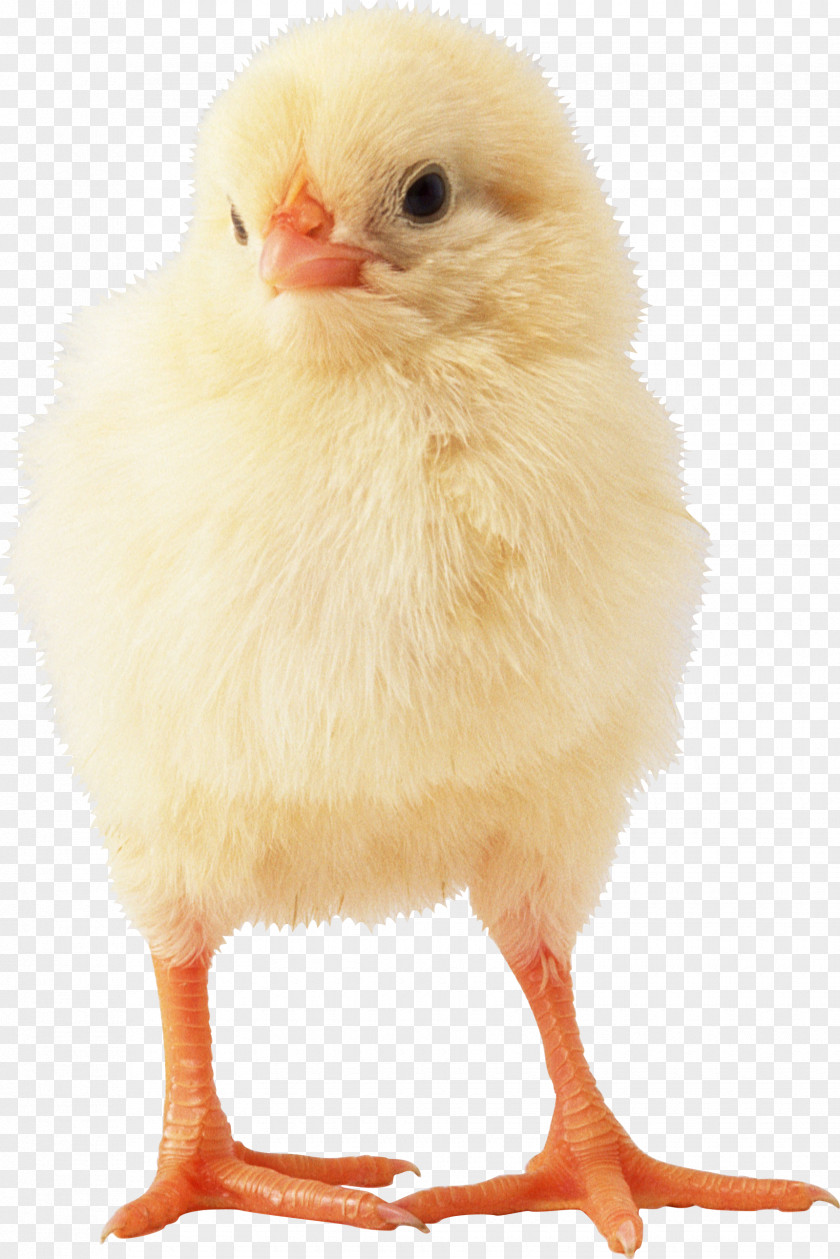 Chicken Broiler Ukraine Poultry Cobb Salad PNG