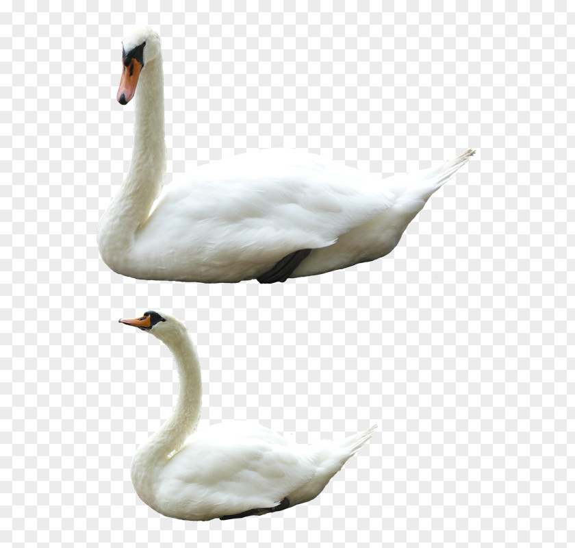 Cisne Cygnini Goose Bird Duck PNG