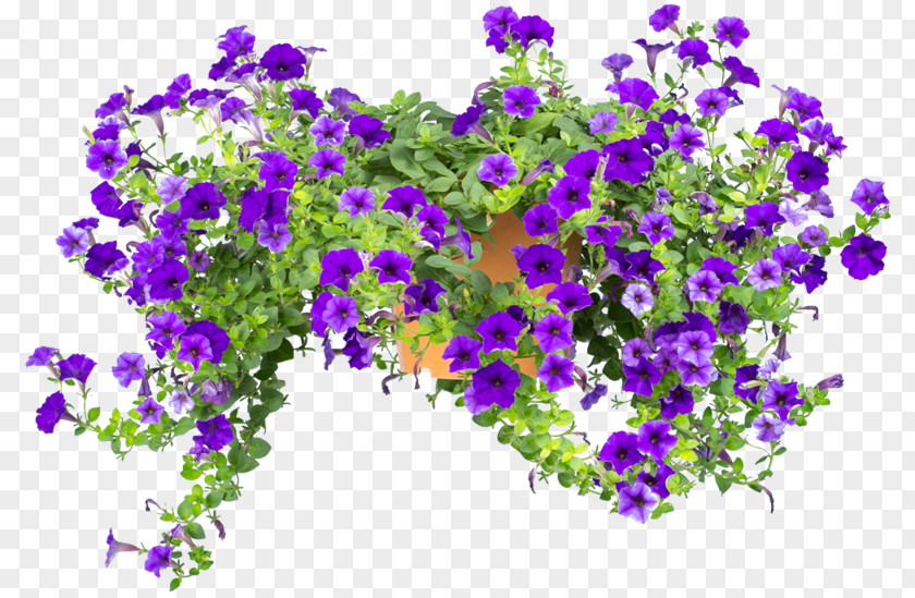 Design Petunia Floral Annual Plant Violet PNG