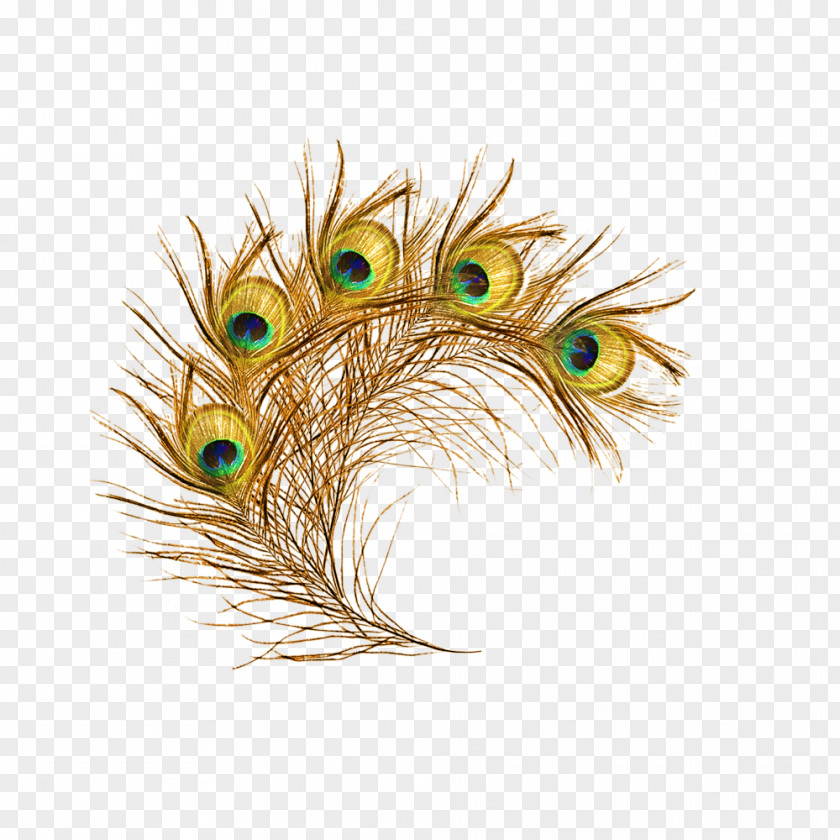 Peacock Feather The Floating Peafowl PNG