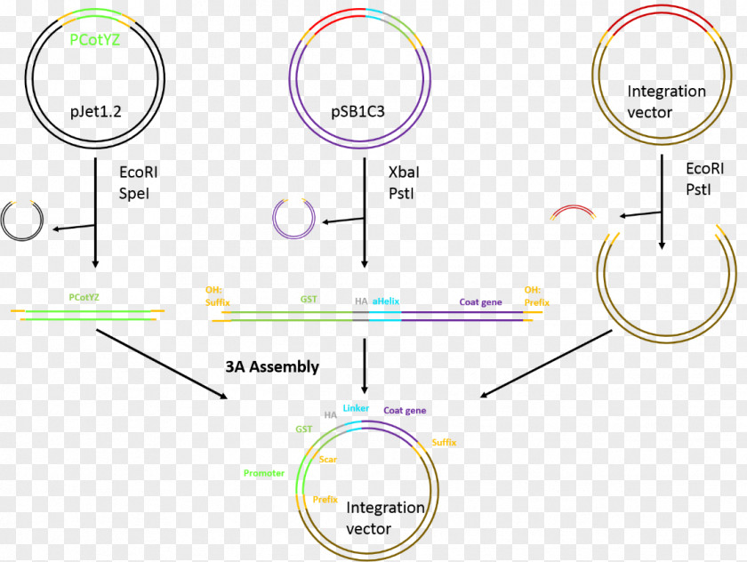 Subtilis International Genetically Engineered Machine Gibson Assembly Molecular Cloning BioBrick Fusion Protein PNG