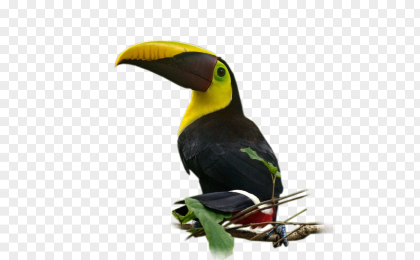 Bird Nom D'oiseau Parakeet Beak Feather PNG