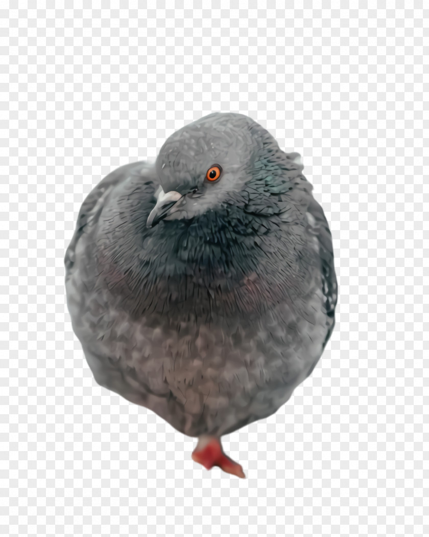 Domestic Pigeon Typical Pigeons Dove Bird PNG