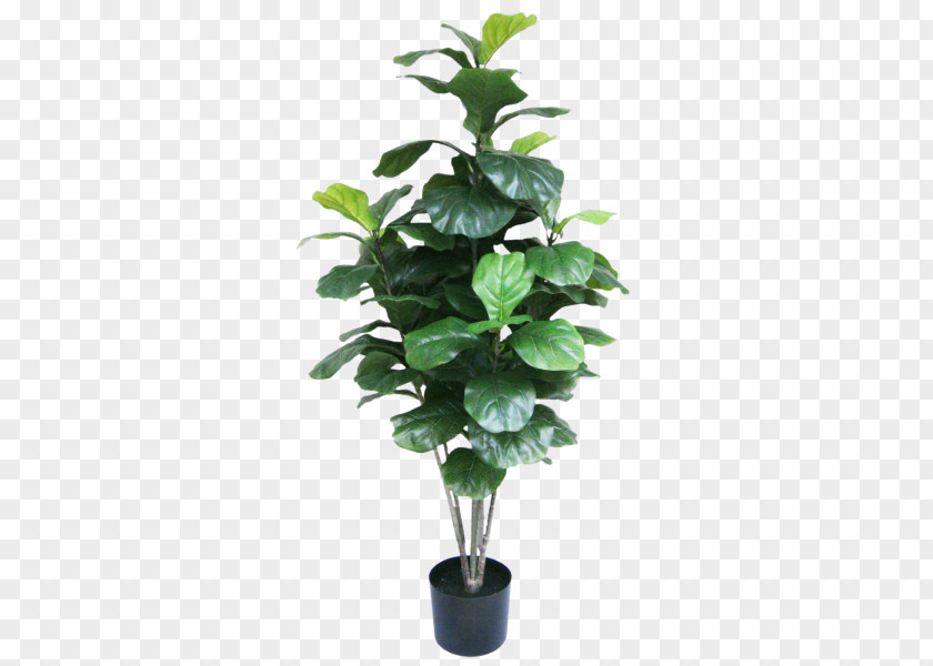 Fiddle Leaf Houseplant Monstera Ornamental Plant Flowerpot PNG