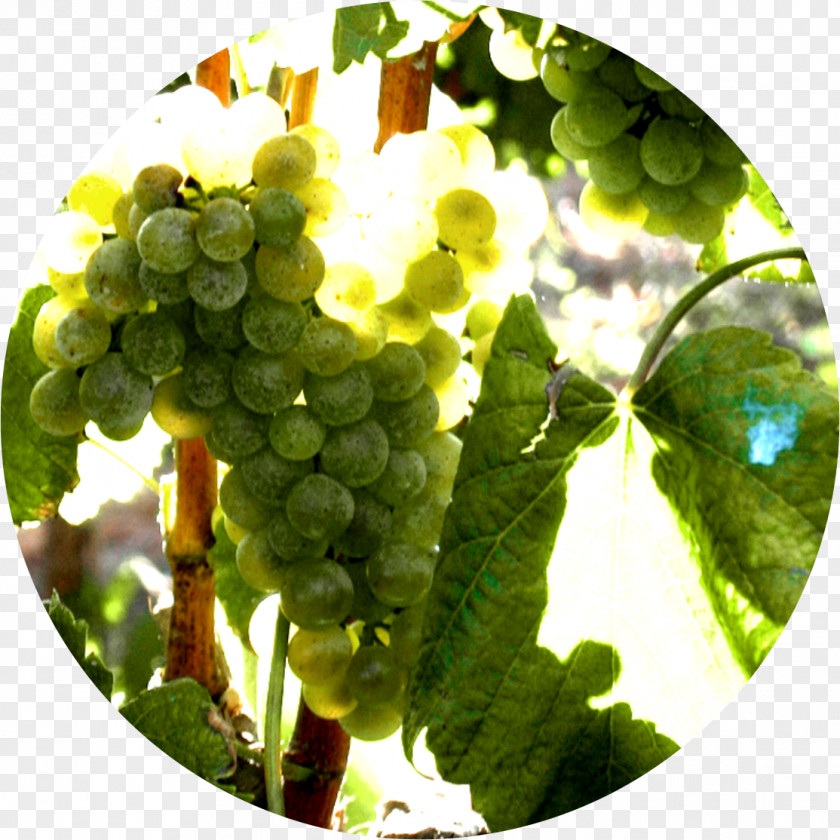 Grape Albariño Alicante Bouschet Wine Tempranillo PNG