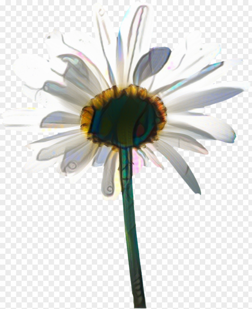 African Daisy Aster Family PNG
