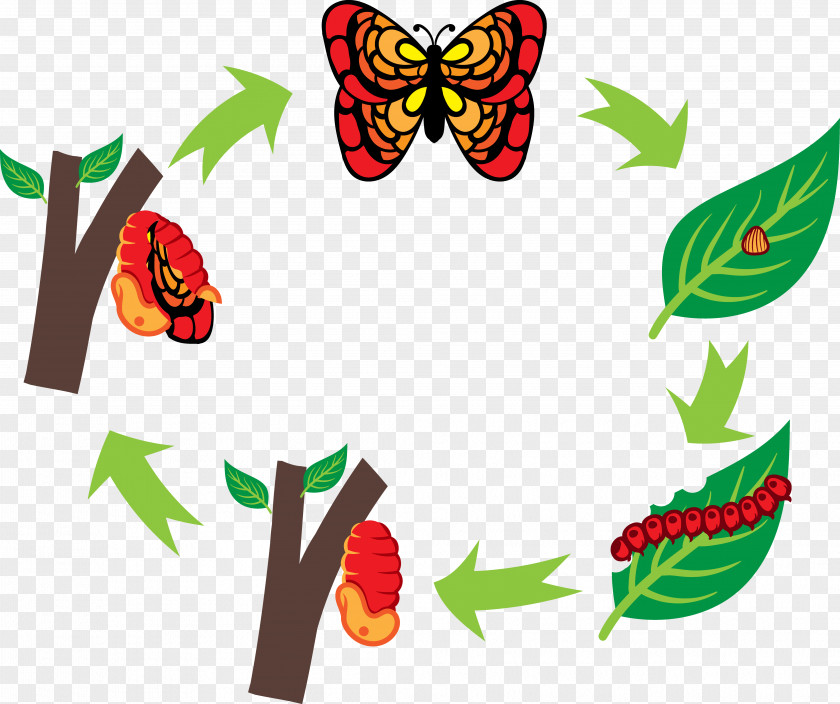 Butterfly Big Chart Silkworm Caterpillar Clip Art PNG