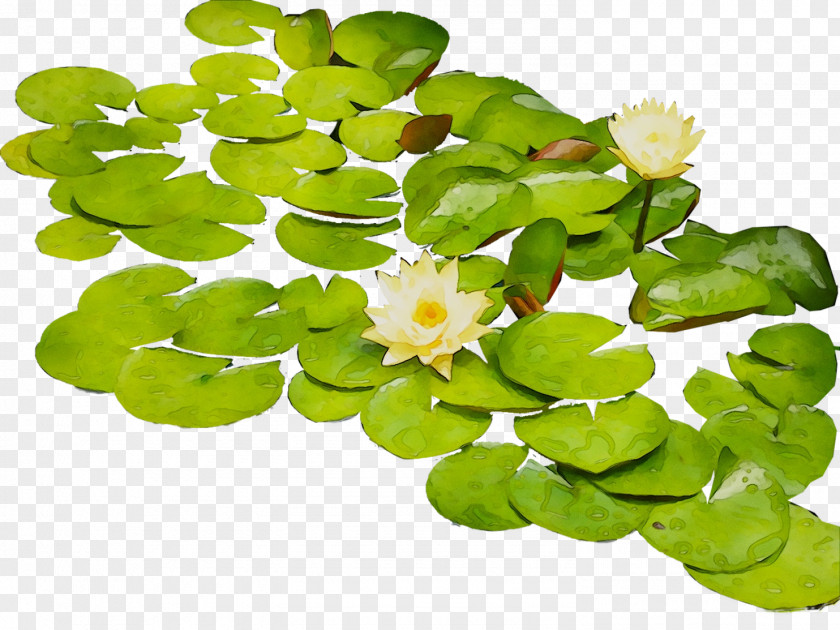 Flower Annual Plant Aquatic Plants PNG