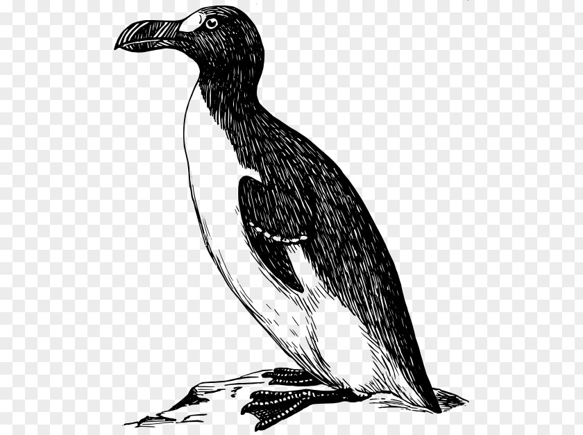 Hand Drawn Penguin Great Auk Clip Art PNG