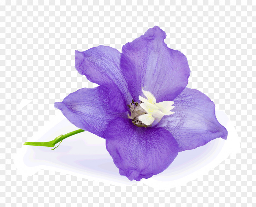 Purple Flower Birth Birthday June PNG