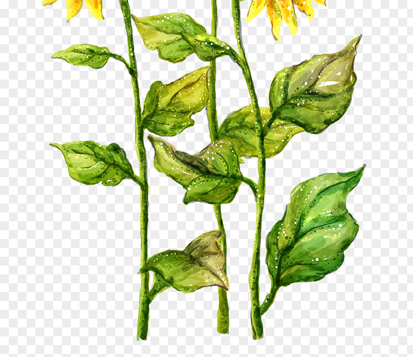 Sunflower Common Drawing Painting PNG