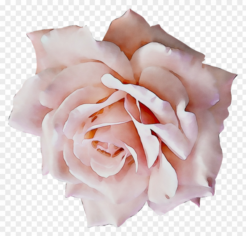 Corsage Garden Roses Formal Wear Wedding Clothing Accessories PNG