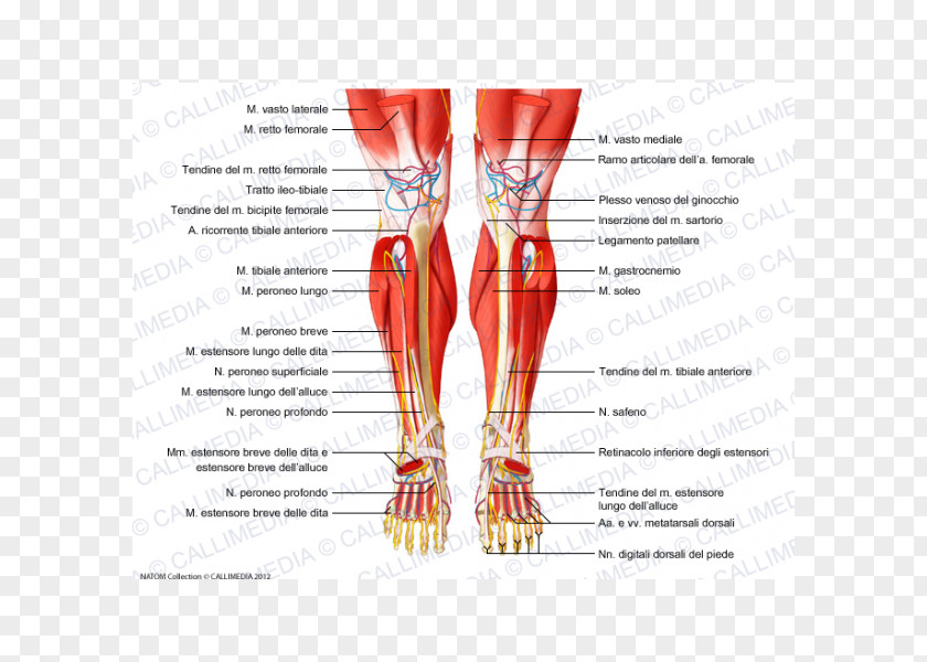 Crus Human Anatomy Muscular System Leg Muscle PNG anatomy system leg Muscle, rectus femoris function clipart PNG