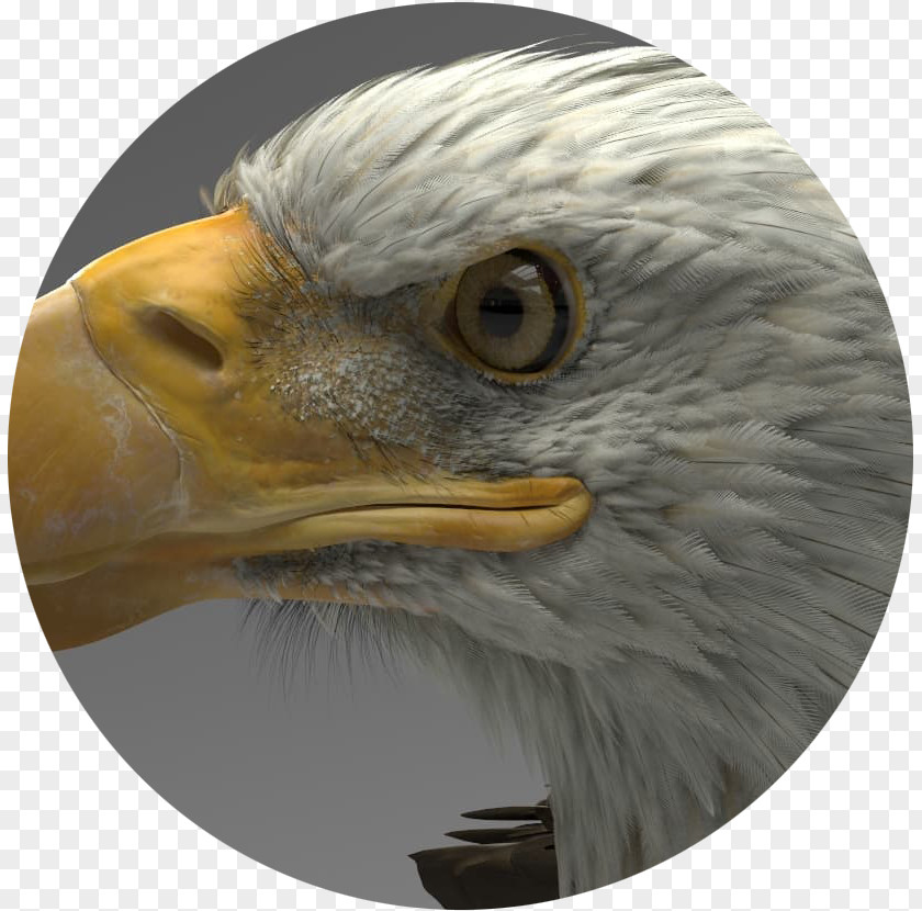 Eagle Artstation ZBrush Autodesk 3ds Max 3D Computer Graphics PNG