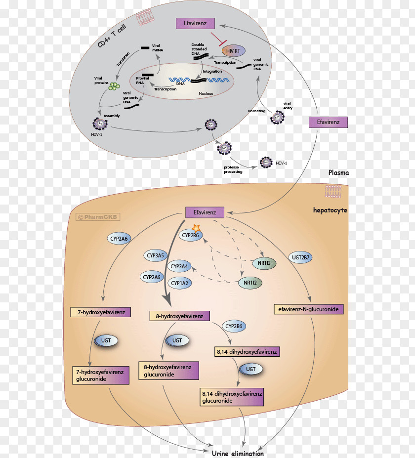 Pathways Efavirenz Mechanism Of Action Pharmaceutical Drug Management HIV/AIDS Nevirapine PNG