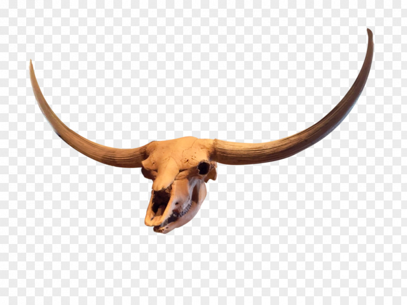 Skulls Texas Longhorn Antelope Goat Stock PNG