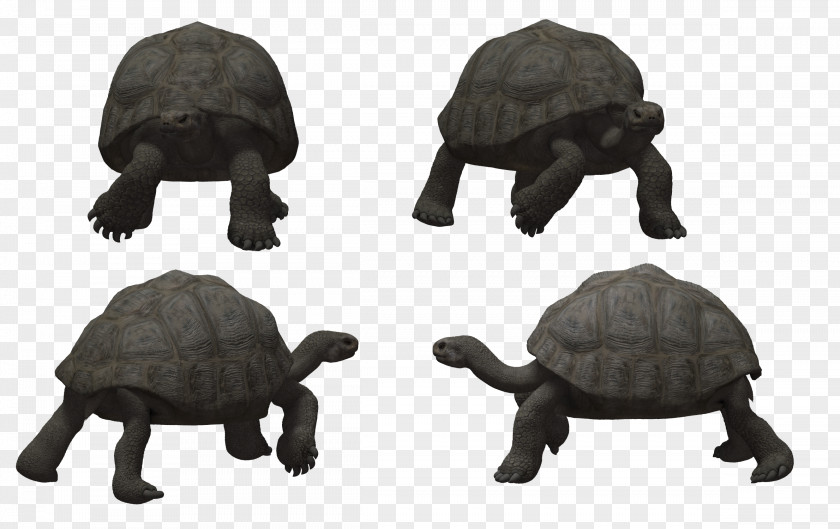 Tortoide Turtle Reptile Tortoise PNG