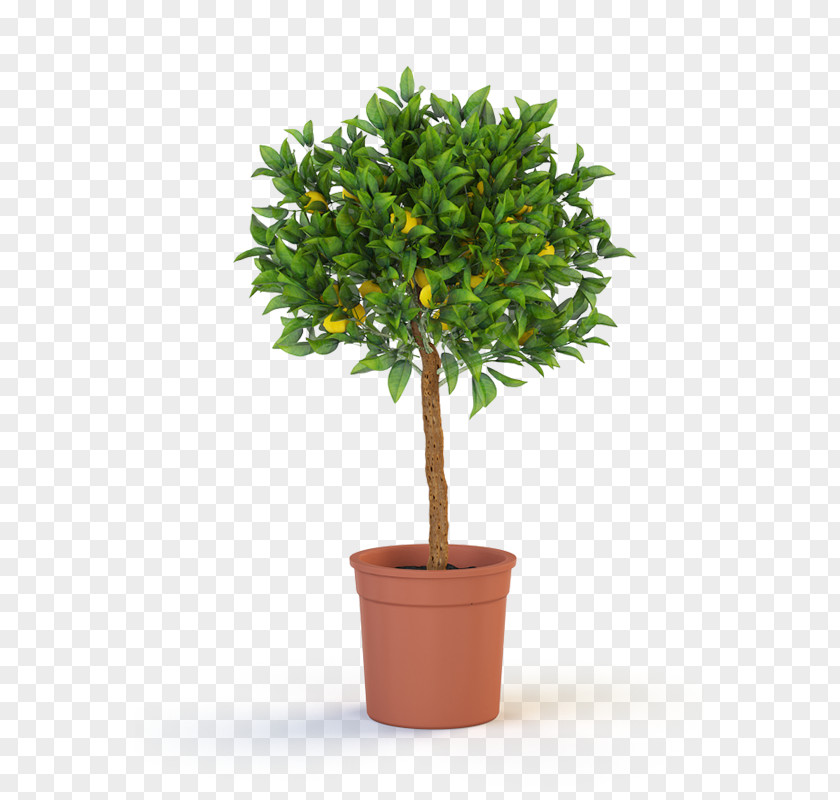 Tree Trunk Houseplant Topiary PNG