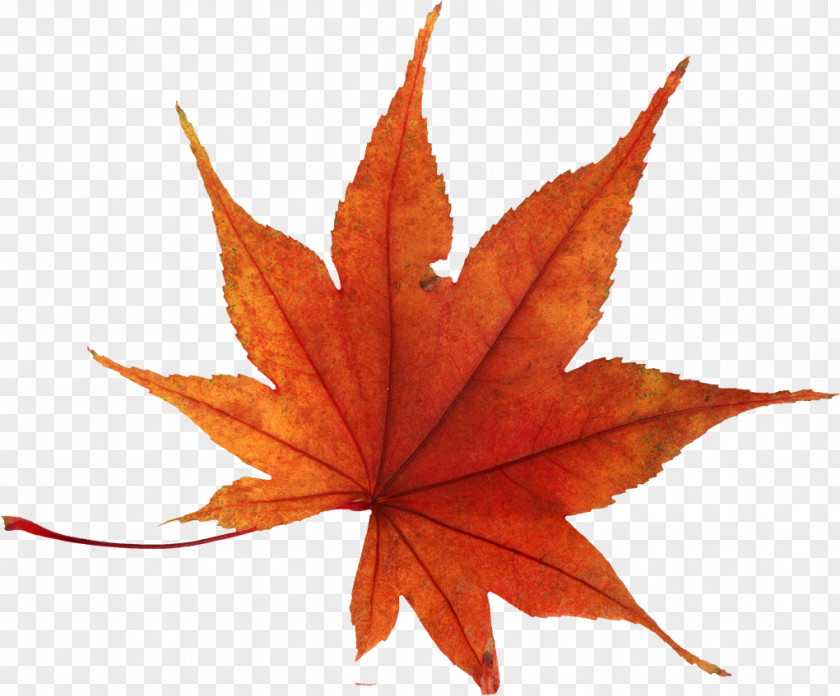 Autumn Leaf Color PNG