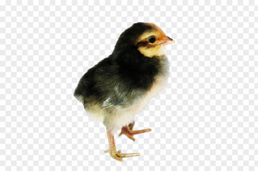 Bird Beak Chicken Perching PNG