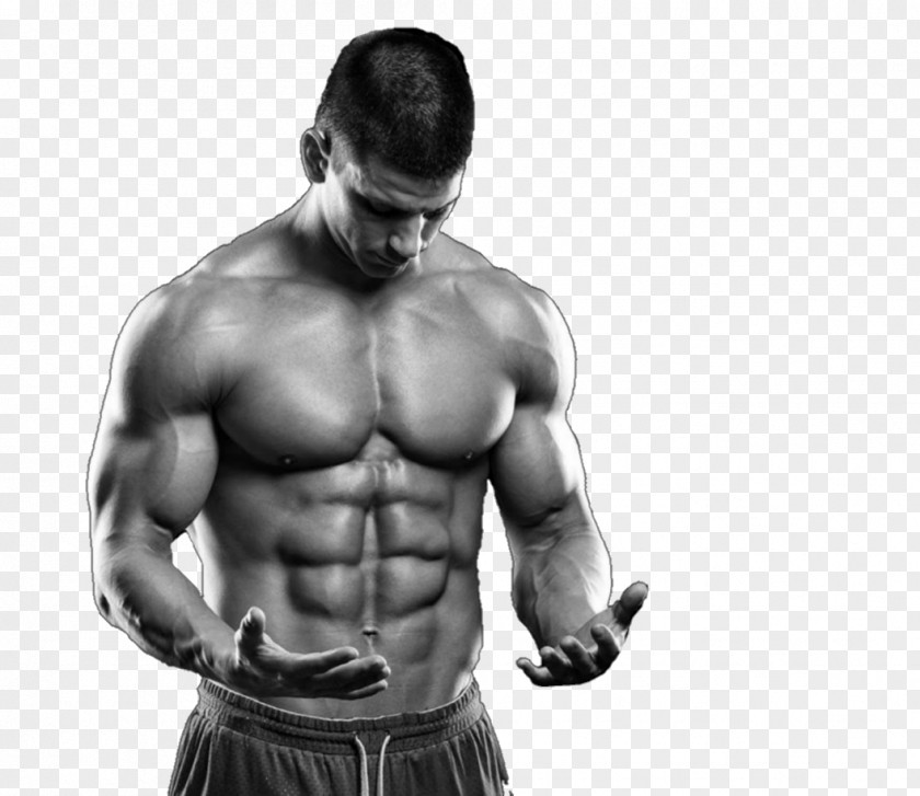 Bodybuilding Human Body Physical Fitness Muscle Fat Percentage PNG