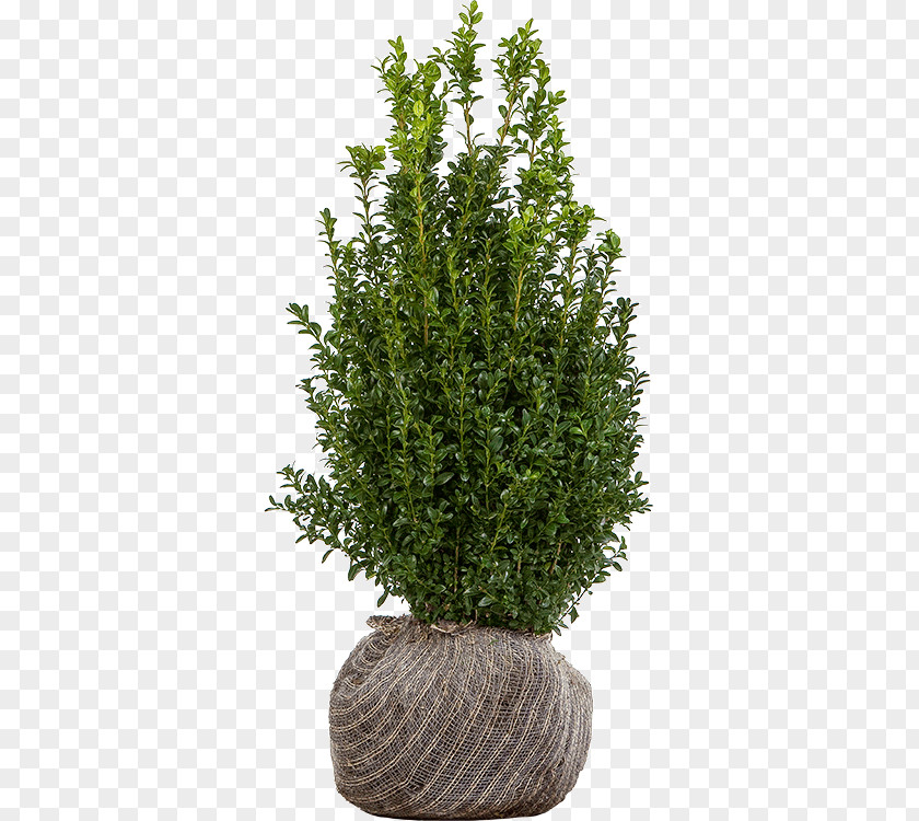 Boxwood Hedge Shrub Buxus Sempervirens English Yew Tree Nursery PNG