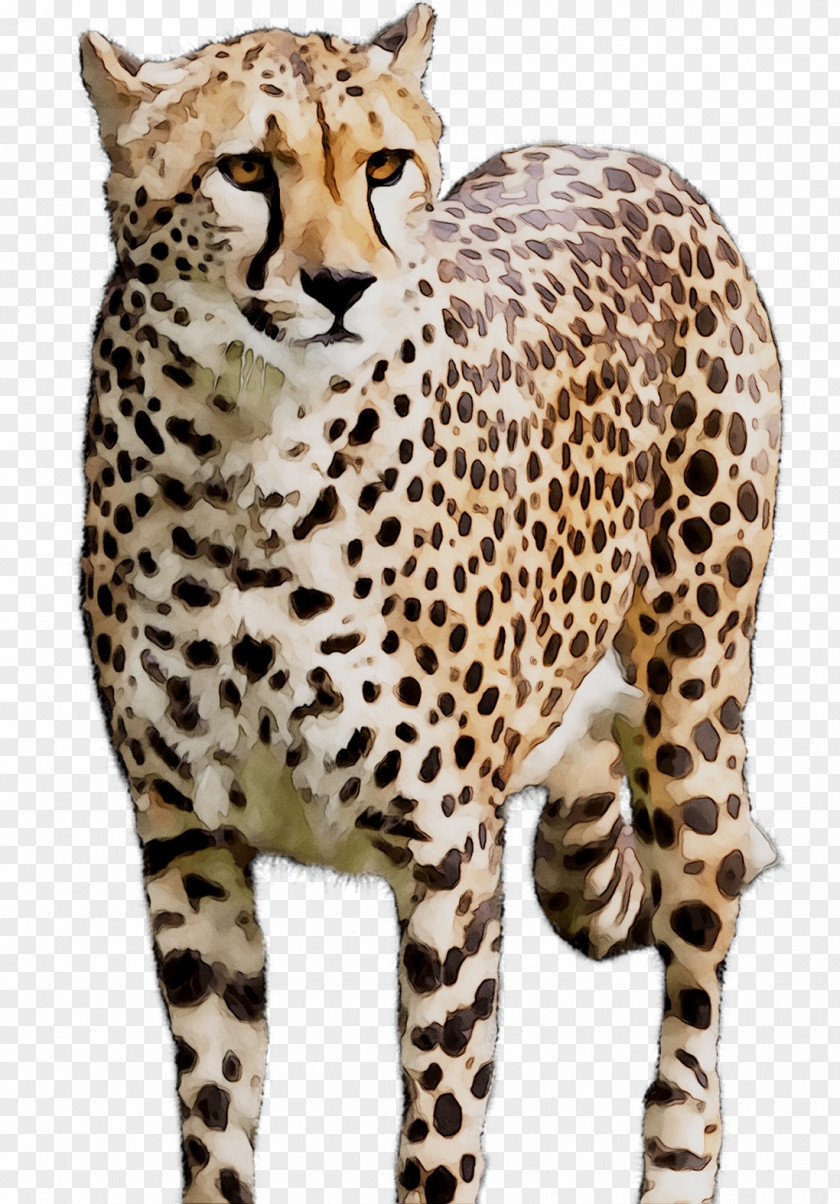 Cheetah Wildcat Whiskers Terrestrial Animal PNG