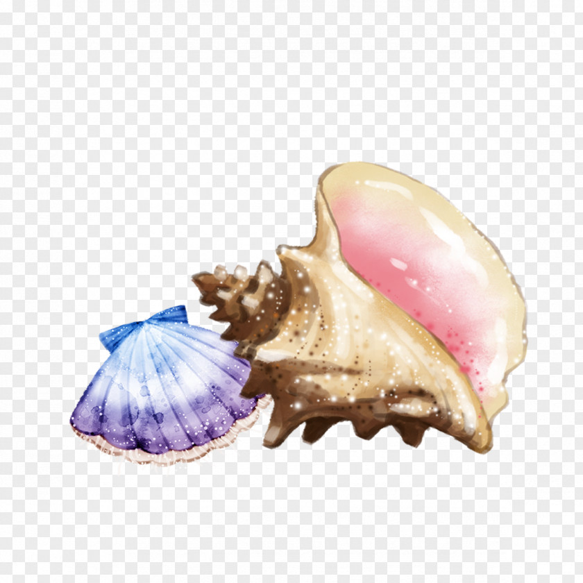 Shells And Conch Sea Snail Seashell PNG