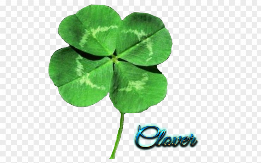 Sting Do Clover Mites Four-leaf Shamrock Iron Cross Saint Patrick's Day Seed PNG