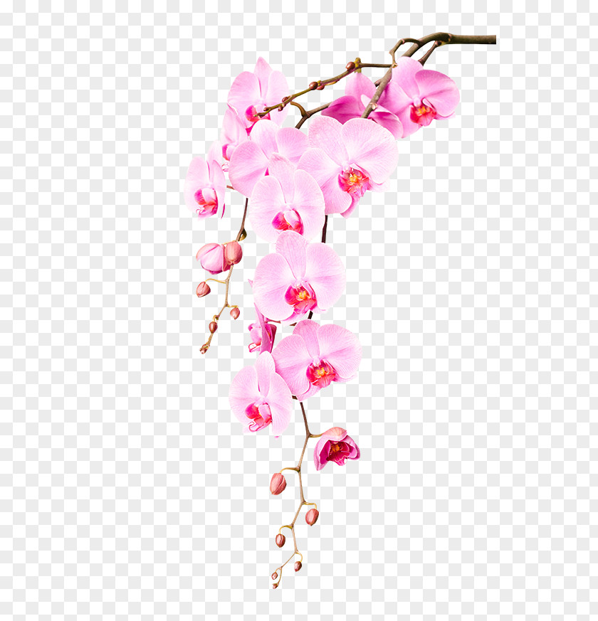 Flower Stock Photography Orchids Garden Roses PNG