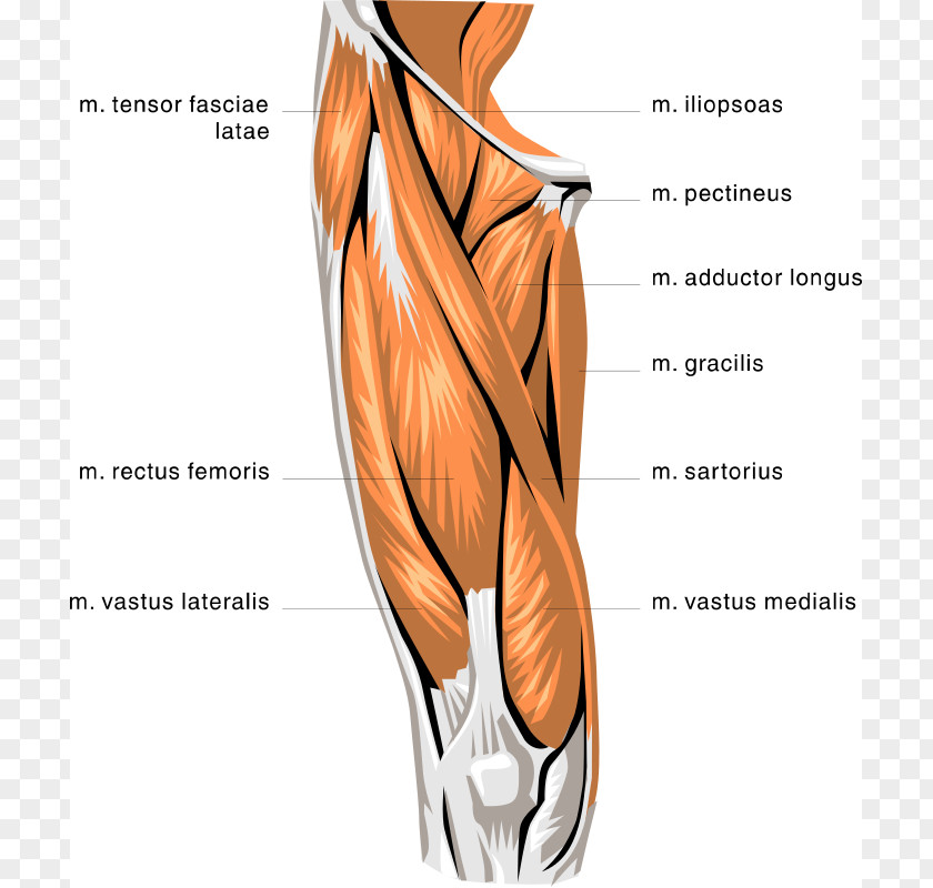 Free Anatomy Images Rectus Femoris Muscle Quadriceps Biceps Knee PNG