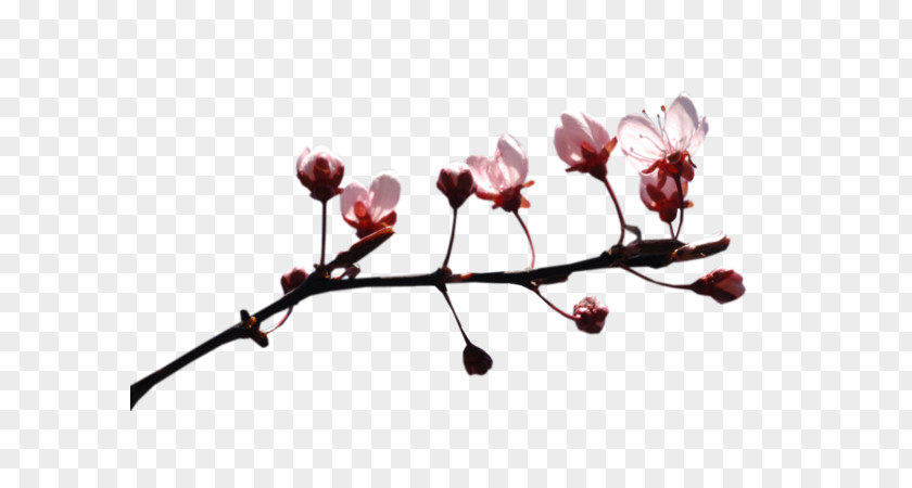 Magnolia Buds Video Image TinyPic ST.AU.150 MIN.V.UNC.NR AD PNG