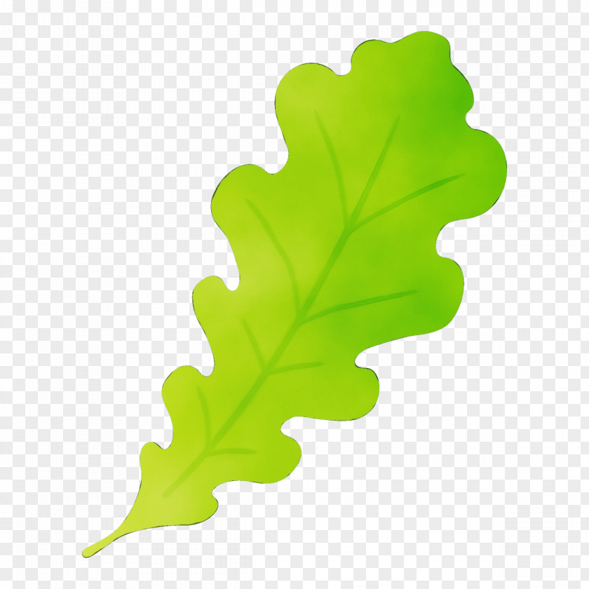 Plane Flower PNG