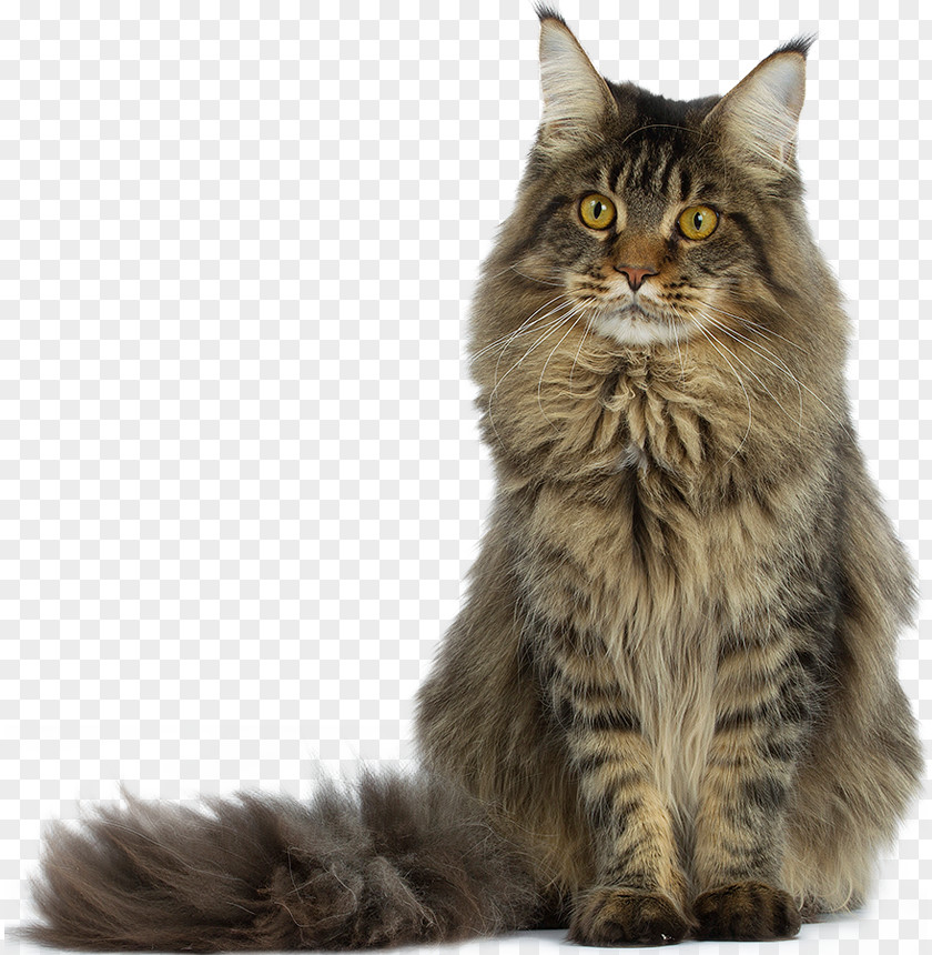 Raccoon Maine Coon Turkish Angora Snowshoe Cat Singapura PNG