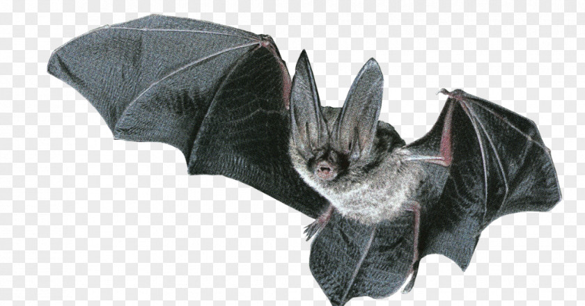 Cricket Bat Northern Long-eared Myotis Microbat Ozark Big-eared Brown PNG