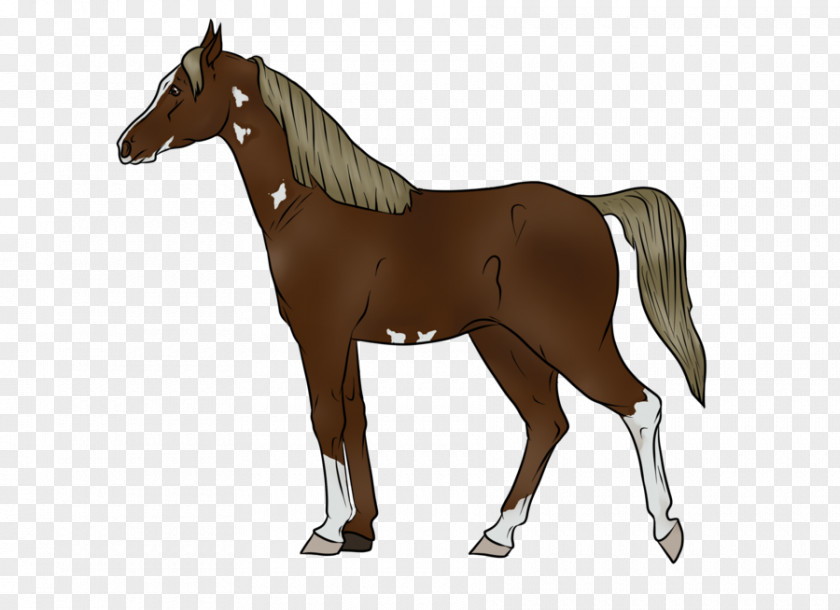 Mustang Mare Stallion Appaloosa Pony PNG