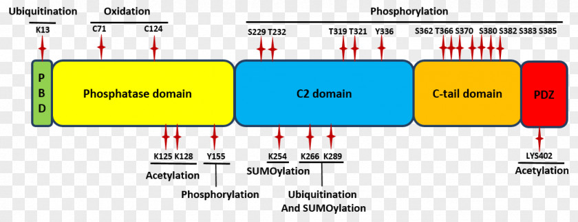 Alzheimer's Disease PTEN Post-translational Modification Protein Domain Tensin Regulation PNG