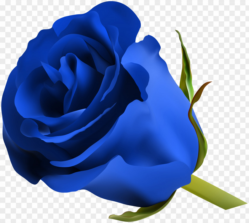 Blue Rose Clip Art Image Flower PNG