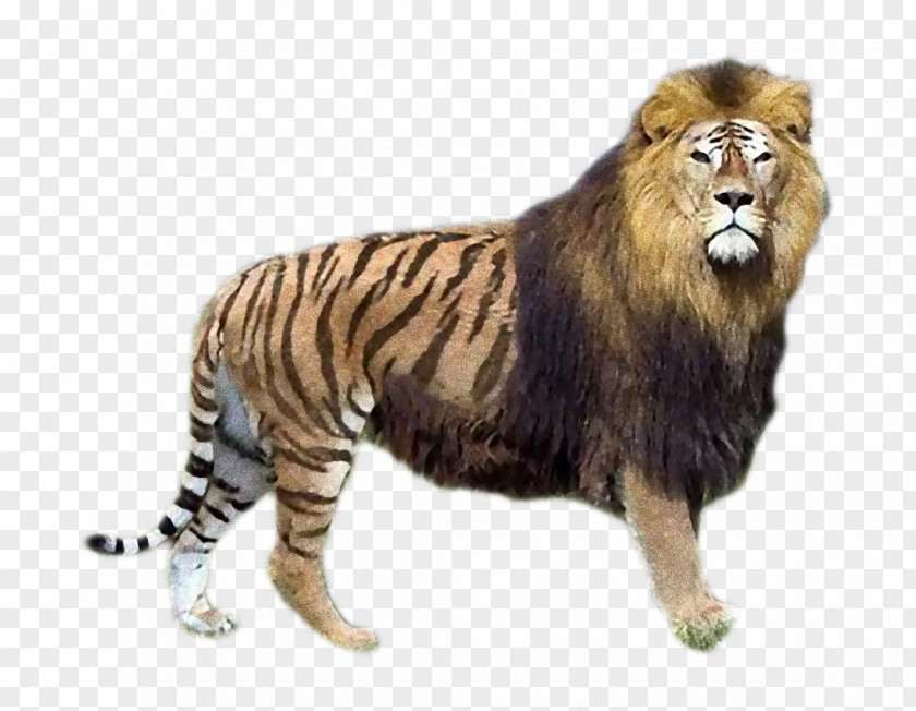 Look Liliger Tiger Lion Tigon PNG